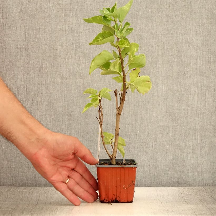 Amostra de Syringa vulgaris Aucubaefolia Vaso de 8/9 cm tal como entregue no verão
