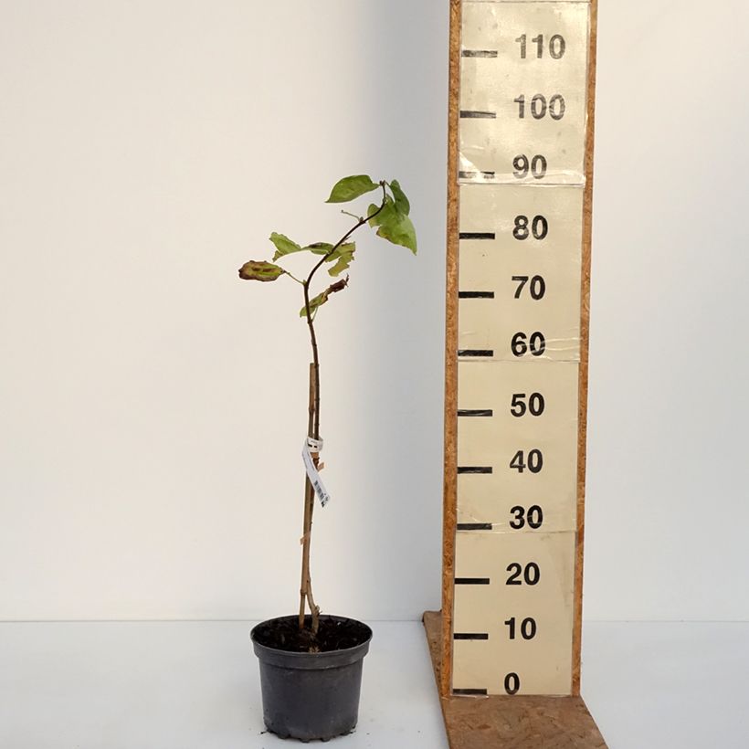 Amostra de Syringa vulgaris Aucubaefolia Vaso de 4 L/5 L tal como entregue no outono