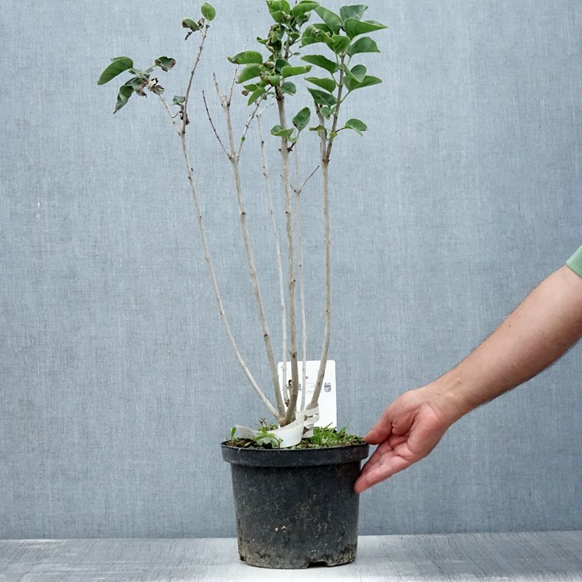 Amostra de Syringa vulgaris Belle de Moscou Vaso de 4 L/5 L tal como entregue no verão