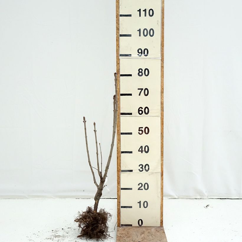 Amostra de Syringa vulgaris Belle de Moscou Raízes nuas tal como entregue no inverno