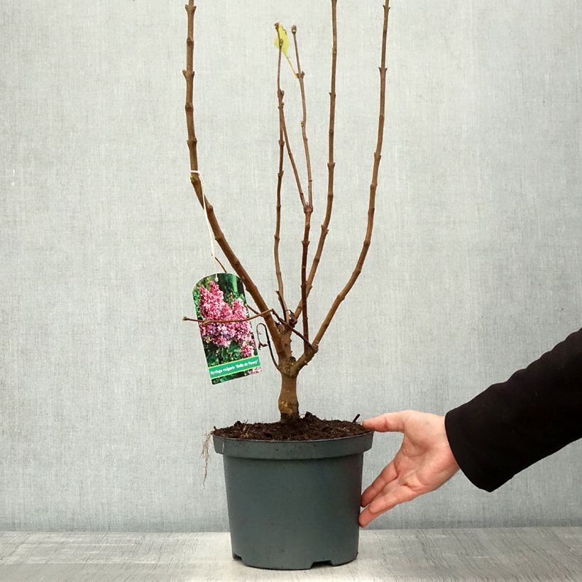 Amostra de Syringa vulgaris Belle de Nancy Vaso de 3 L/4 L tal como entregue no outono