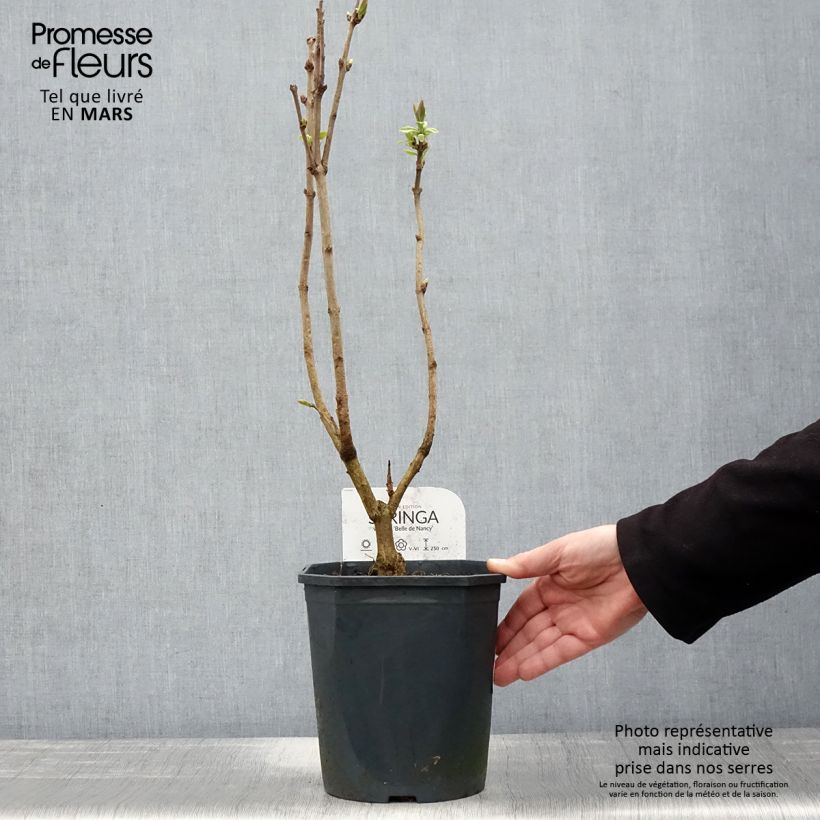Amostra de Syringa vulgaris Belle de Nancy Vaso de 3 L/4 L tal como entregue na primavera