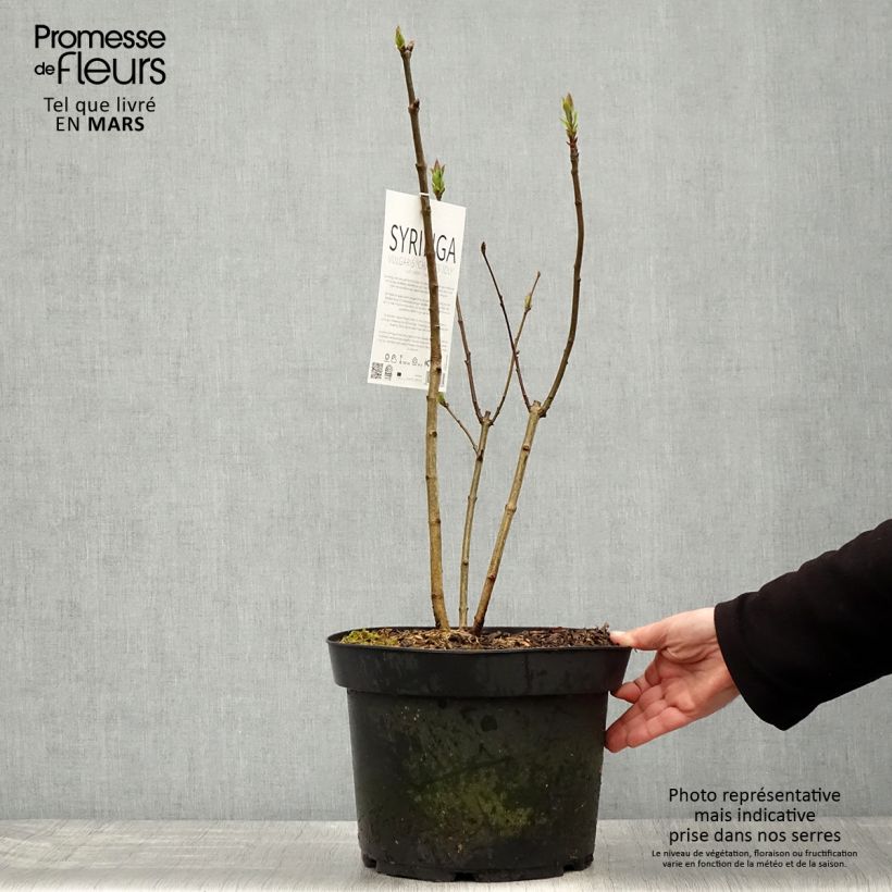 Amostra de Syringa vulgaris Charles Joly Vaso de 7,5 L/10 L tal como entregue na primavera