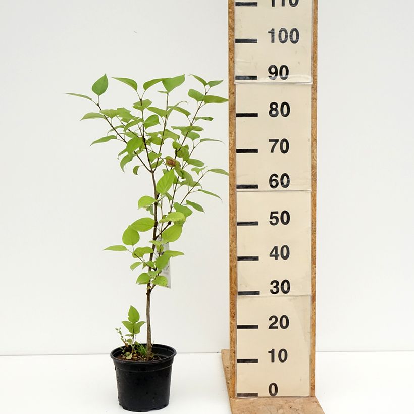 Amostra de Syringa vulgaris Charles Joly Vaso de 2 L/3 L tal como entregue no verão