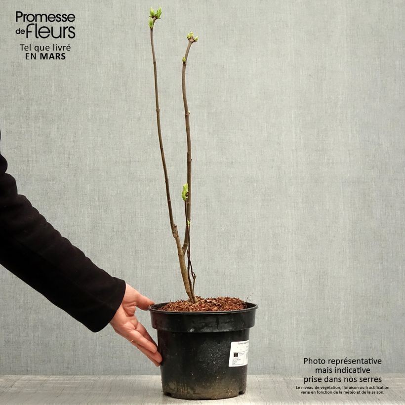 Amostra de Syringa vulgaris Charles Joly Vaso de 2 L/3 L tal como entregue na primavera