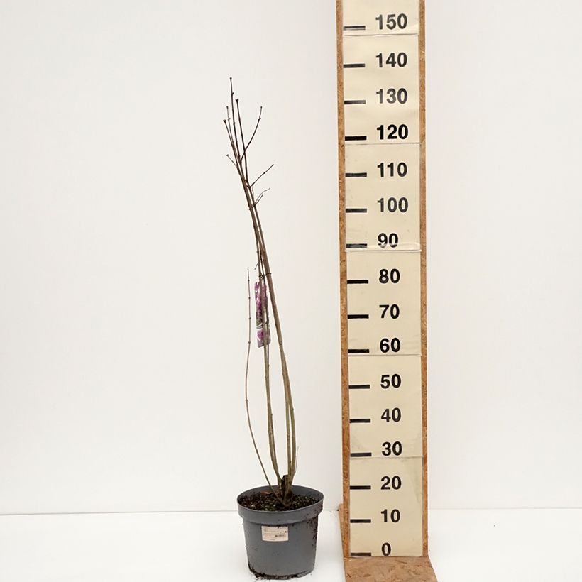 Amostra de Syringa vulgaris Charles Joly Vaso de 7,5 L/10 L tal como entregue no outono