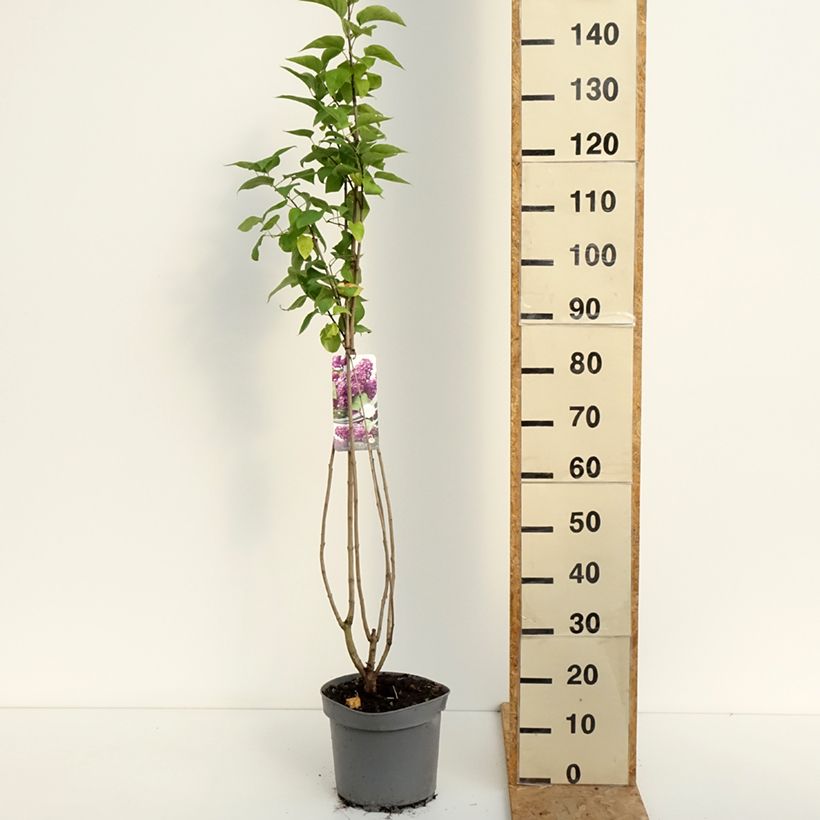Amostra de Syringa vulgaris Charles Joly Vaso de 7,5 L/10 L tal como entregue no verão