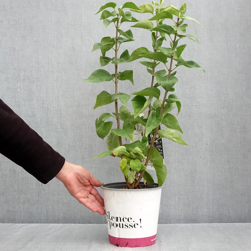 Amostra de Lilas - Syringa vulgaris Dentelle d'Anjou Pot de 4L/5L tal como entregue no outono