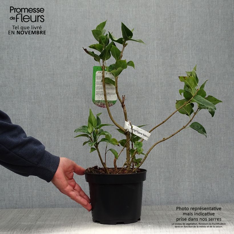 Amostra de Syringa vulgaris Katherine Havemeyer Vaso de 3 L/4 L tal como entregue no outono