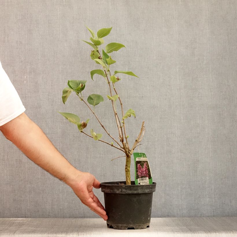 Amostra de Syringa vulgaris Katherine Havemeyer Vaso de 3 L/4 L tal como entregue no verão
