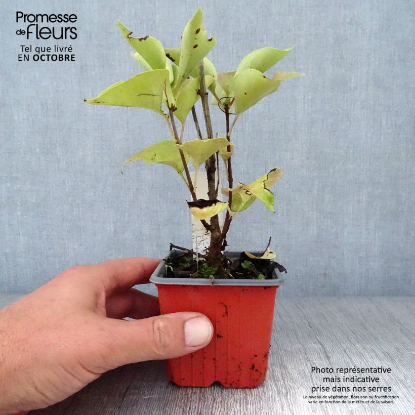 Amostra de Syringa vulgaris Katherine Havemeyer Vaso de 8/9 cm tal como entregue no outono