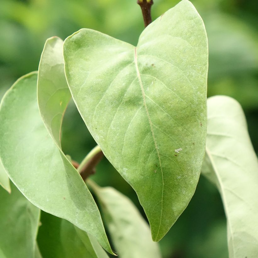 Syringa vulgaris Katherine Havemeyer (Folhagem)