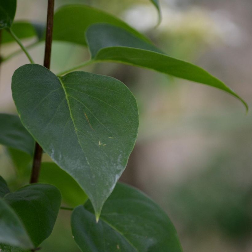 Syringa vulgaris Madame Lemoine (Folhagem)