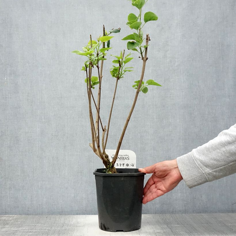 Amostra de Syringa vulgaris Madame Lemoine Vaso de 3 L/4 L tal como entregue no verão