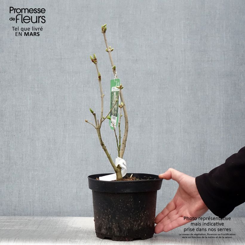 Amostra de Syringa vulgaris Madame Lemoine Vaso de 3 L/4 L tal como entregue na primavera