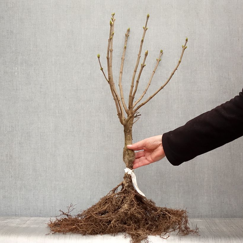 Amostra de Syringa vulgaris Madame Lemoine Raízes nuas tal como entregue no inverno