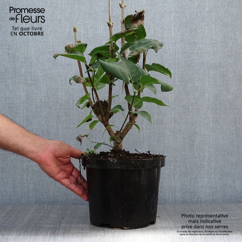 Amostra de Syringa vulgaris Michel Buchner Vaso de 4 L/5 L tal como entregue no outono