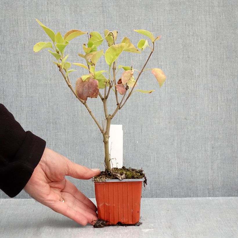 Amostra de Syringa vulgaris Nadezhda Vaso de 8/9 cm tal como entregue no outono