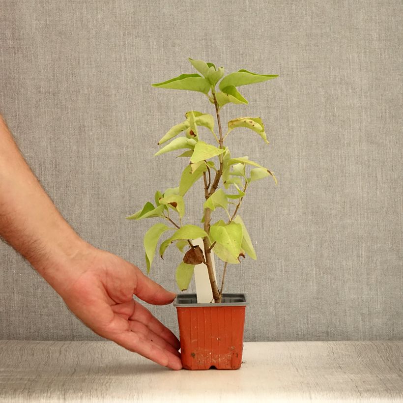 Amostra de Syringa vulgaris Nadezhda Vaso de 8/9 cm tal como entregue no verão