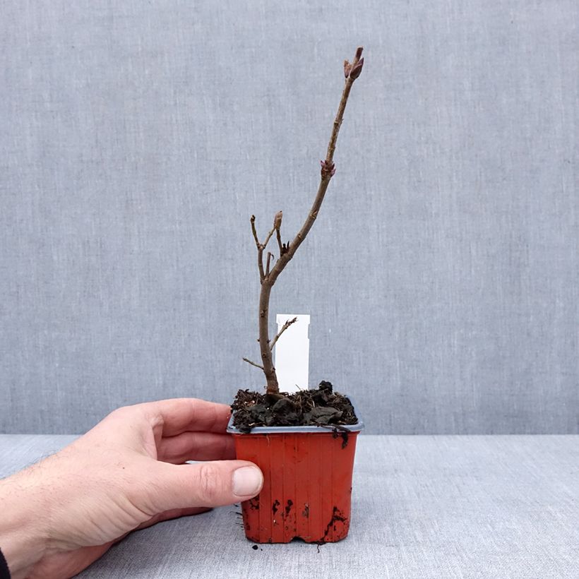 Amostra de Syringa vulgaris Nadezhda Vaso de 8/9 cm tal como entregue no inverno