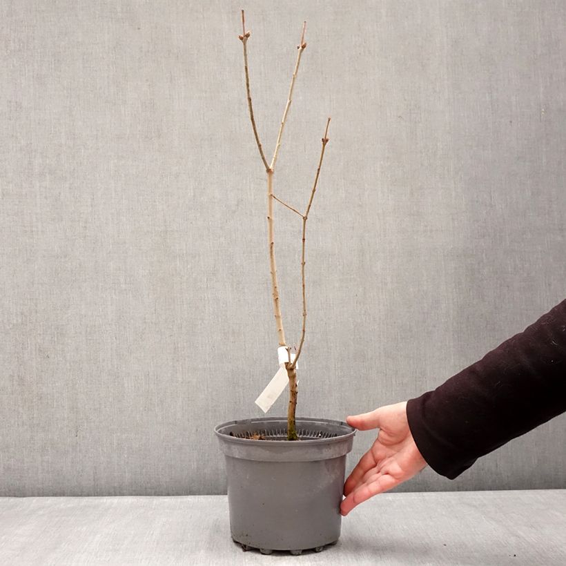 Amostra de Syringa vulgaris Nadezhda Vaso de 4 L/5 L tal como entregue no inverno