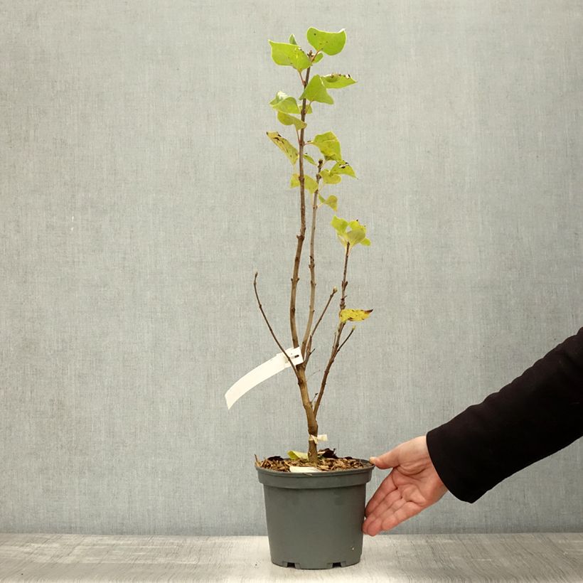 Amostra de Syringa vulgaris Président Grevy Vaso de 4 L/5 L, Arbusto tal como entregue no outono