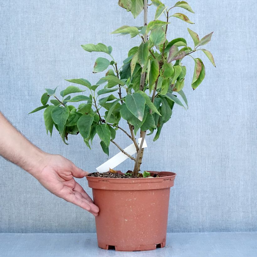 Amostra de Syringa vulgaris Président Grevy Vaso de 4 L/5 L, Arbusto tal como entregue no verão
