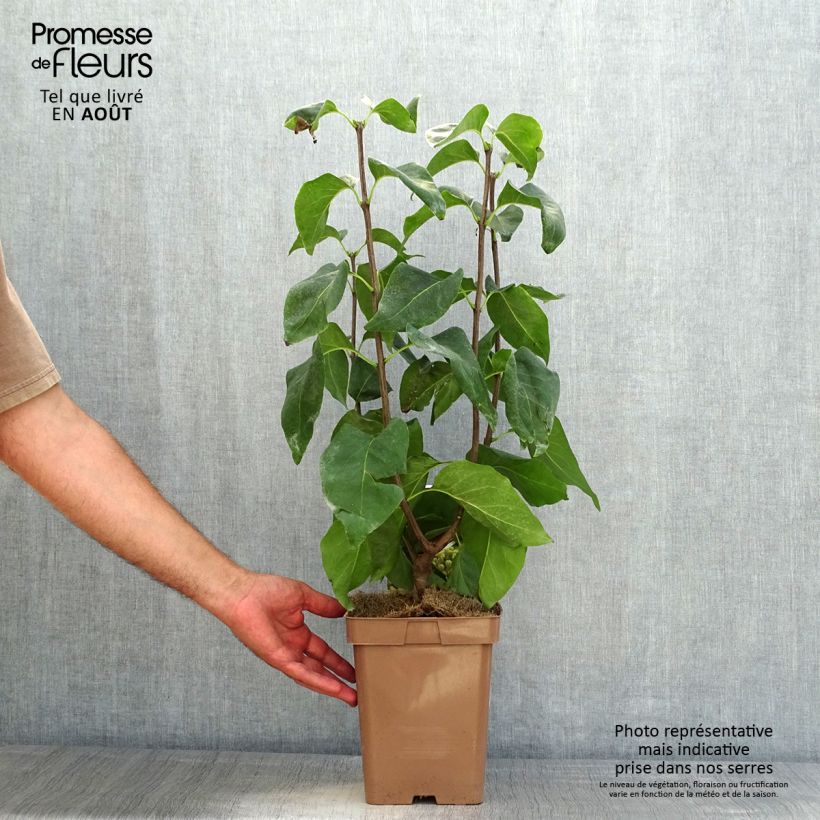 Amostra de Syringa vulgaris Primrose Vaso de 4 L/5 L tal como entregue no verão
