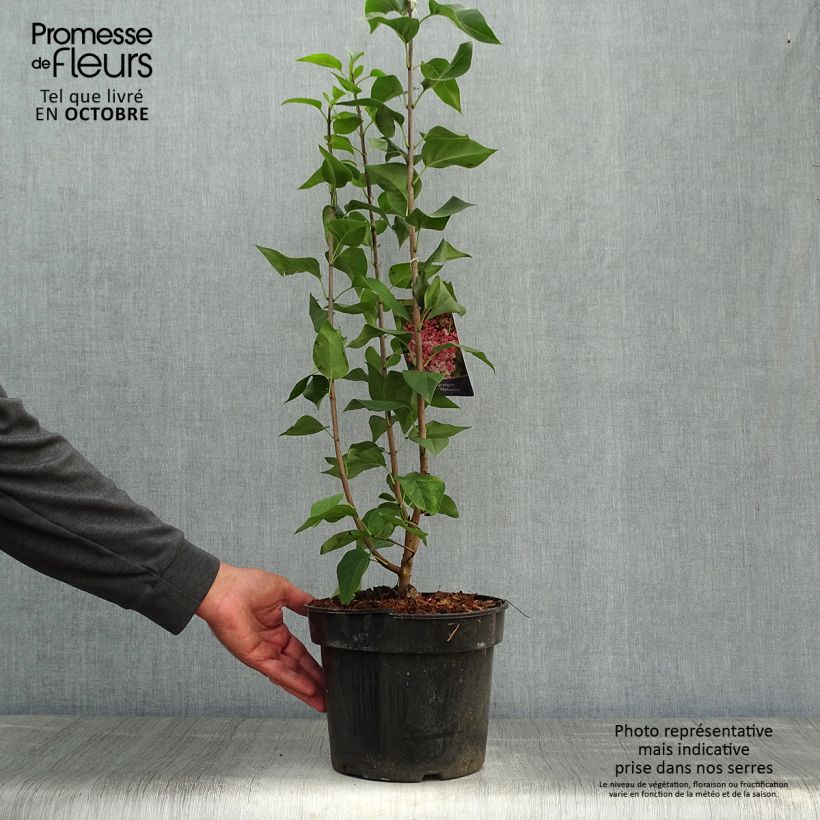 Amostra de Syringa vulgaris Prince Wolkonsky Vaso de 3 L/4 L tal como entregue no outono
