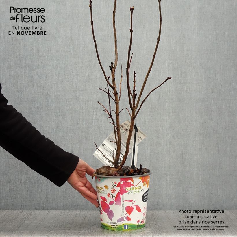 Amostra de Syringa vulgaris Princesse Sturdza Vaso de 4 L/5 L tal como entregue no outono