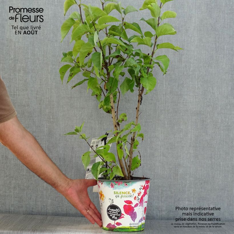 Amostra de Syringa vulgaris Princesse Sturdza Vaso de 4 L/5 L tal como entregue no verão