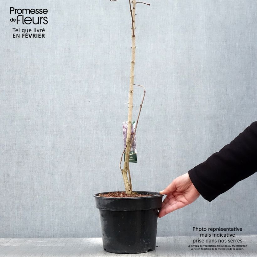 Amostra de Lilas - Syringa vulgaris Princesse Sturdza Vaso de 4 L/5 L tal como entregue no inverno