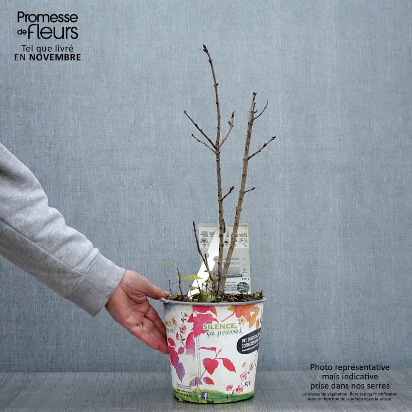 Amostra de Syringa vulgaris Souvenir de Louis Spaeth Vaso de 2 L/3 L, Arbusto tal como entregue no outono