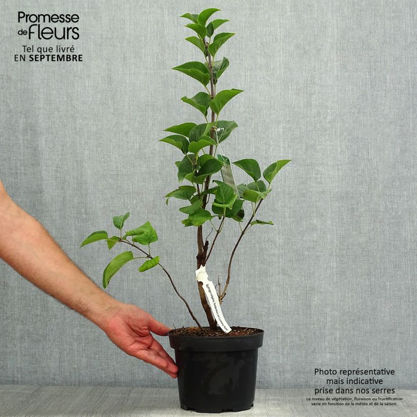 Amostra de Syringa vulgaris Souvenir de Louis Spaeth Vaso de 2 L/3 L, Arbusto tal como entregue no verão