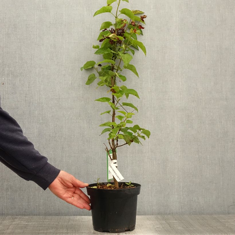 Amostra de Syringa vulgaris Souvenir de Louis Spaeth Vaso de 2 L/3 L, Arbusto tal como entregue na primavera