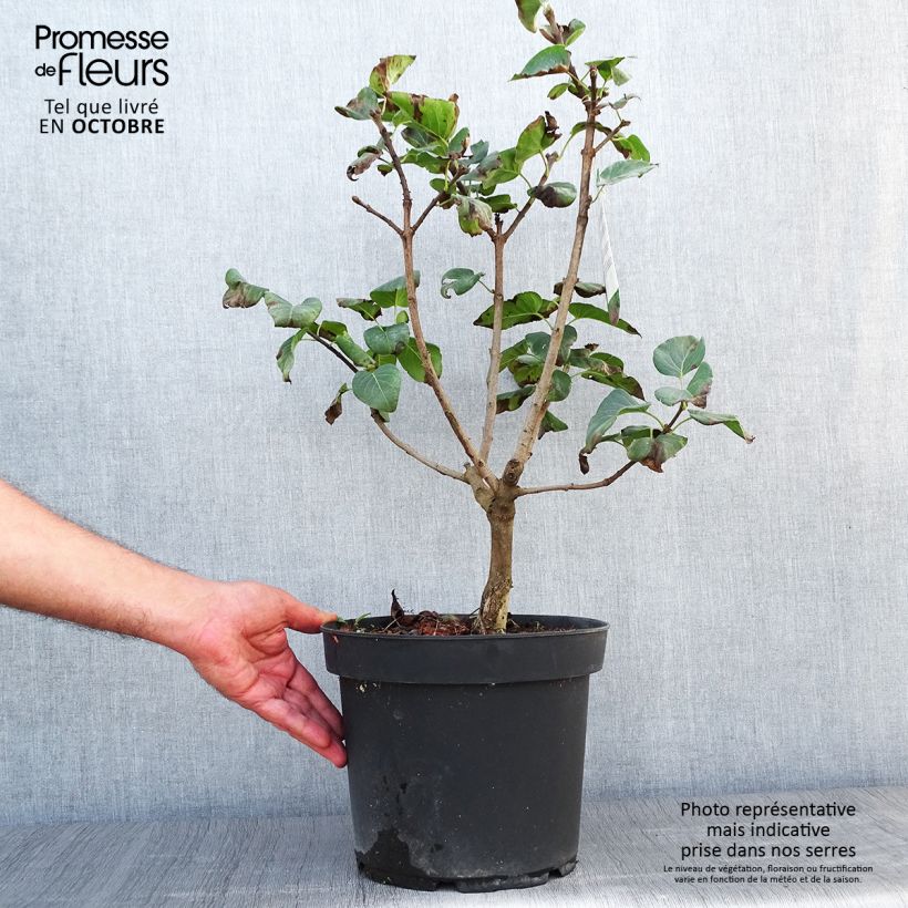 Amostra de Syringa vulgaris Souvenir de Louis Spaeth Vaso de 7,5 L/10 L tal como entregue no outono