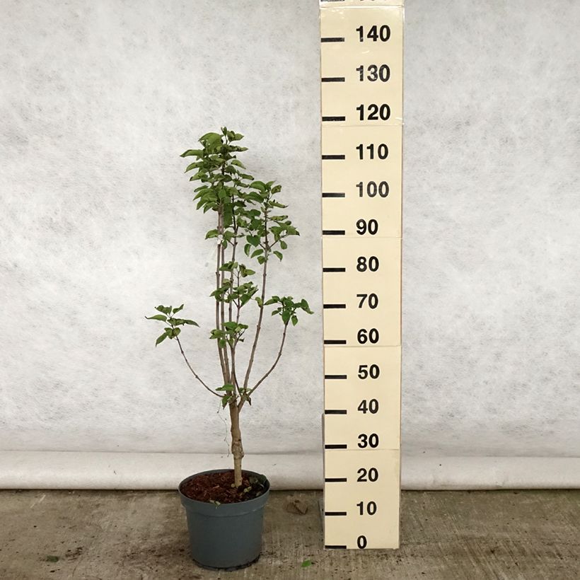 Amostra de Syringa vulgaris Souvenir de Louis Spaeth Vaso de 7,5 L/10 L tal como entregue no verão