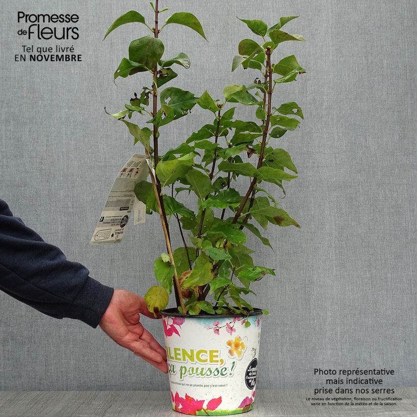 Amostra de Syringa vulgaris Zhemchuzhina Vaso de 4 L/5 L, Arbusto tal como entregue no outono