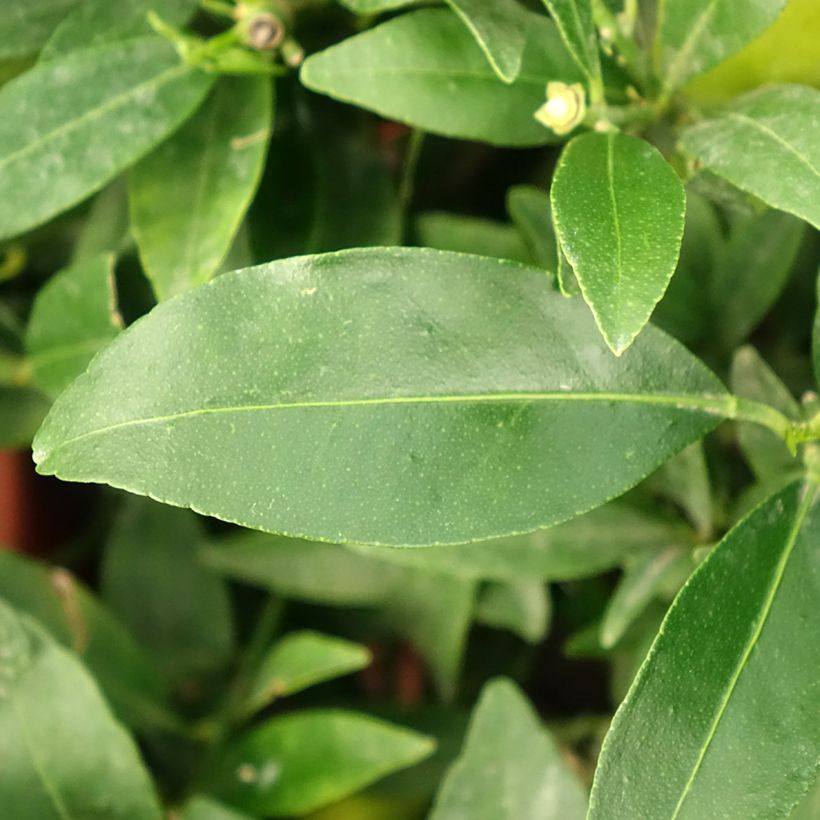 Limequat - Citrus floridana (Folhagem)