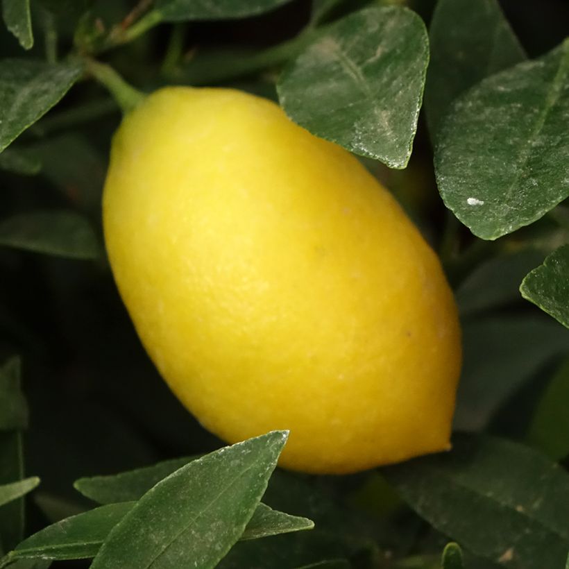 Limequat - Citrus floridana (Colheita)