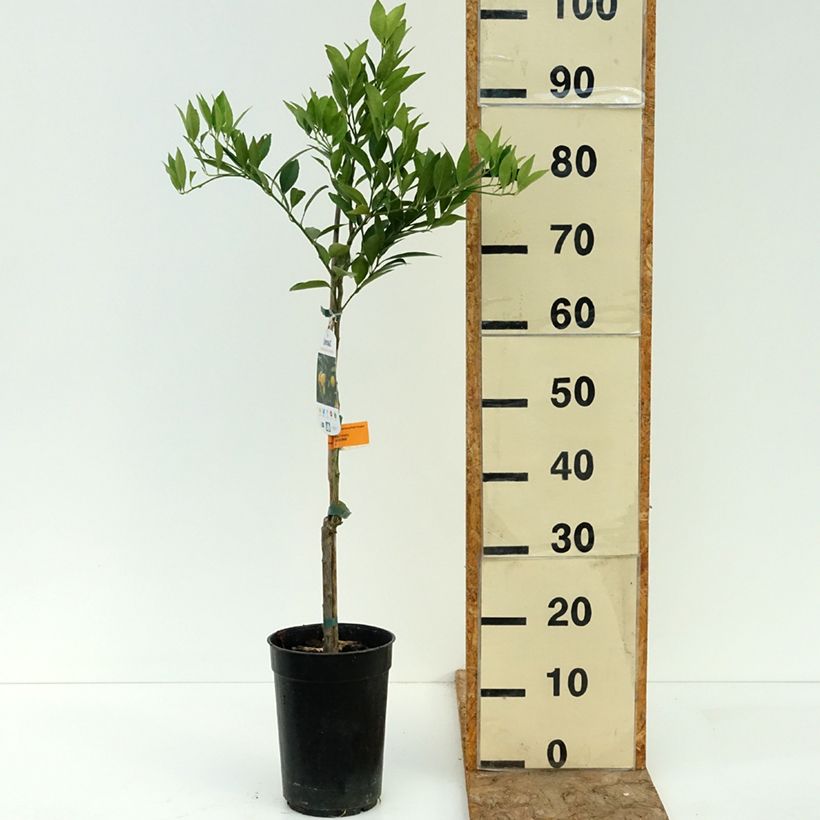 Amostra de Limequat - Citrus floridana Vaso de 3 L/4 L, Tufo tal como entregue no verão