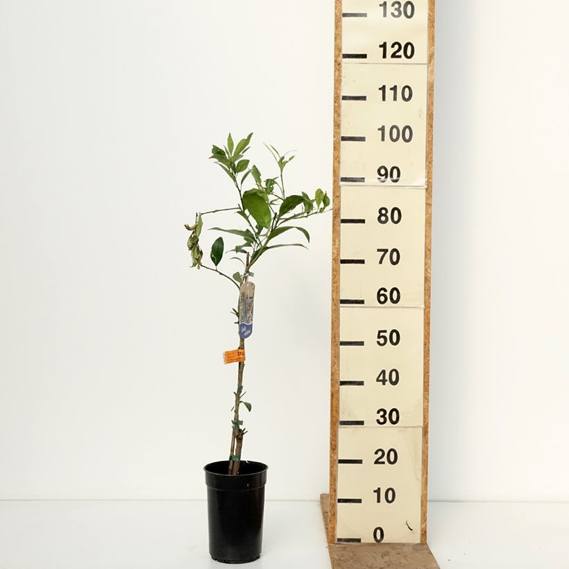 Amostra de Limequat - Citrus floridana Vaso de 3 L/4 L, Tufo tal como entregue no inverno