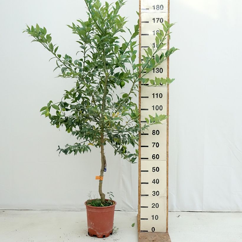 Amostra de Limequat - Citrus floridana Vaso de 7,5 L/10 L, Meia haste tal como entregue no outono