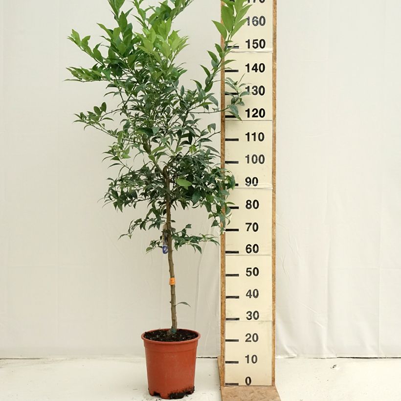Amostra de Limequat - Citrus floridana Vaso de 7,5 L/10 L, Meia haste tal como entregue no verão