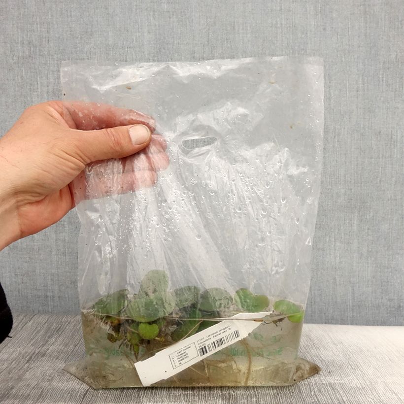 Amostra de Limnobium laevigatum - Grenouillette Petites Racines nues tal como entregue na primavera