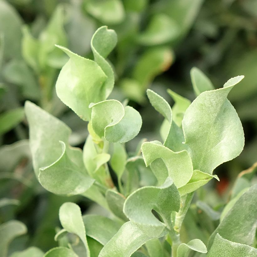 Limoniastrum monopetalum (Folhagem)