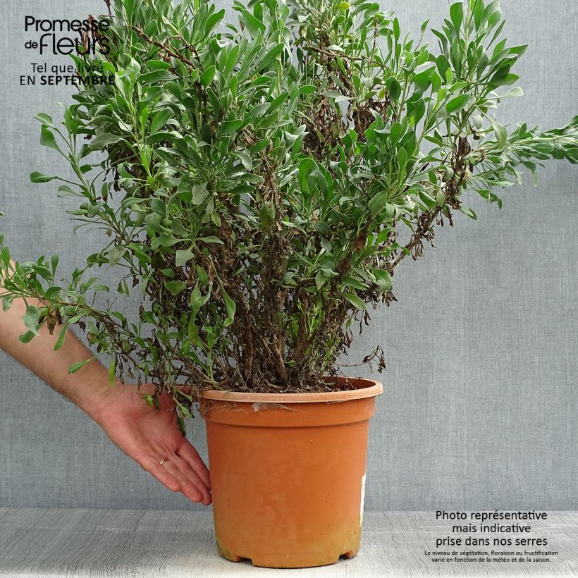 Amostra de Limoniastrum monopetalum Vaso de 7,5 L/10 L tal como entregue no outono