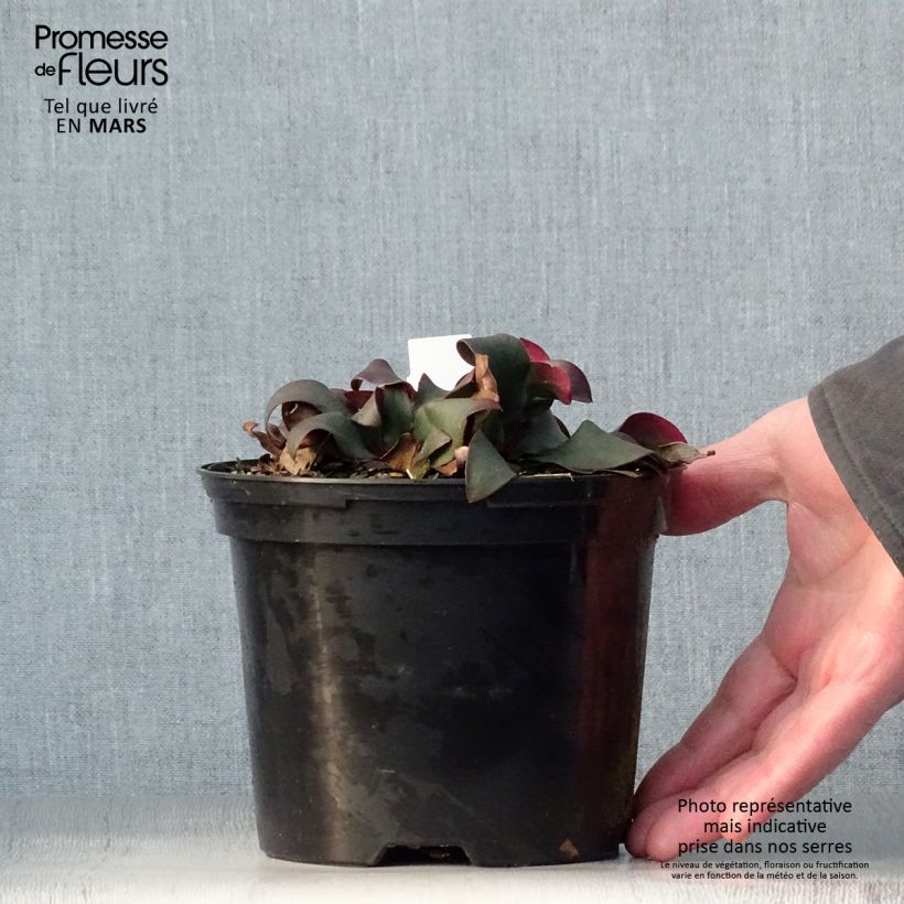 Amostra de Limonium gmelinii Dazzle Rocks Vaso de 2 L/3 L tal como entregue na primavera