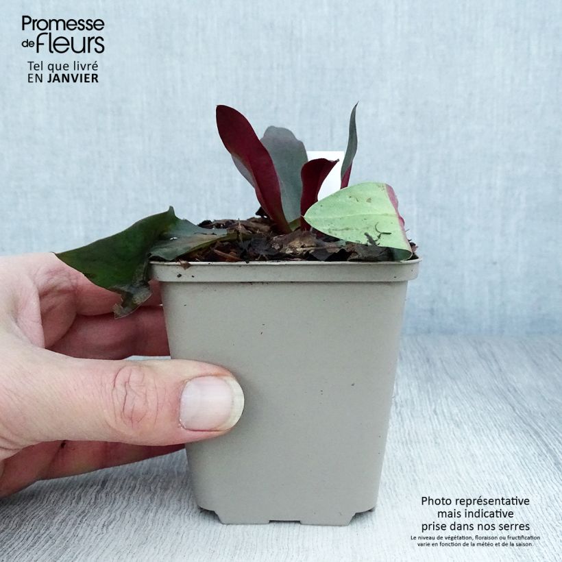 Amostra de limonium Dazzle Rocks - Statice vivace  Vaso de 8/9 cm tal como entregue no inverno