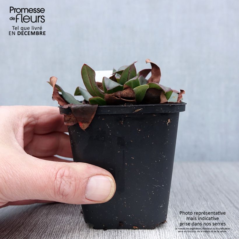 Amostra de Limonium gmelinii Dazzle Rocks Vaso de 8/9 cm tal como entregue no outono